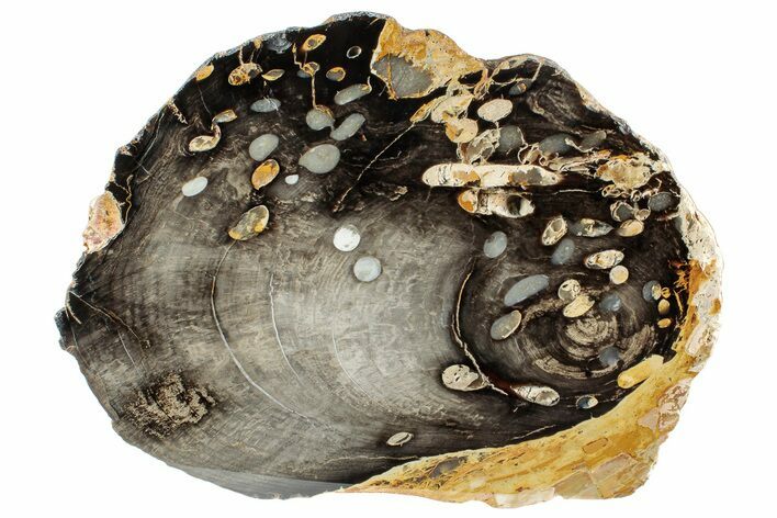 Petrified Peanut Wood Section - Australia #239719